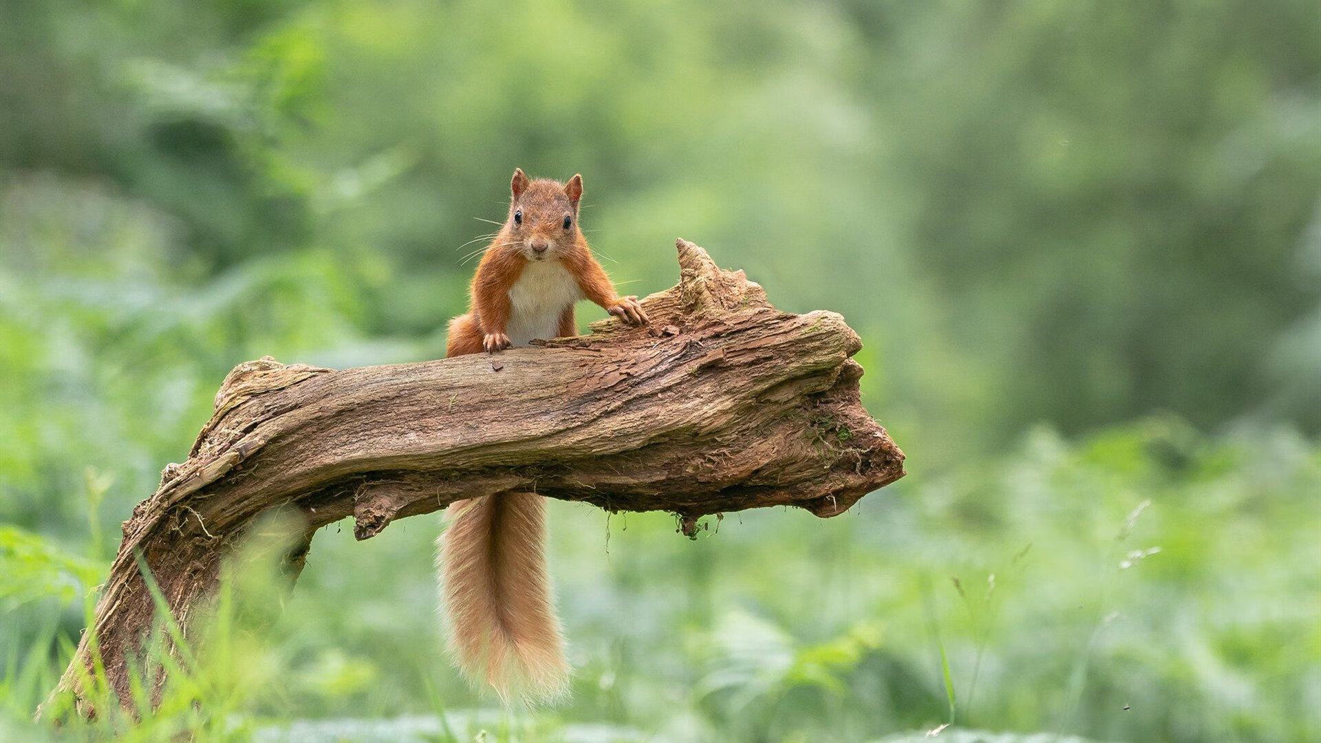 恩佐单骑闯关撕裂防线,卡塔尔悬崖边演绎沙漠奇迹