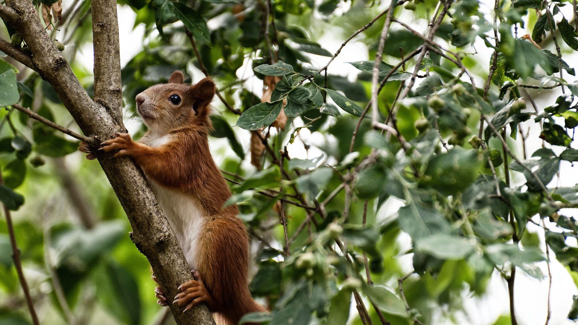 绿茵闪电，阿尔瓦雷斯三记重拳，英格兰冷雨夜带走哥伦比亚