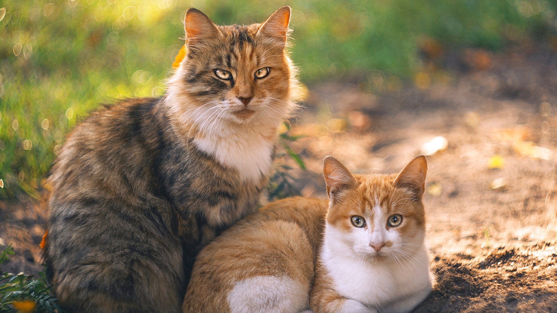 开云体育平台APP-时空交错之战，当新疆飞虎遇见撕裂之城，詹姆斯的影子笼罩全场