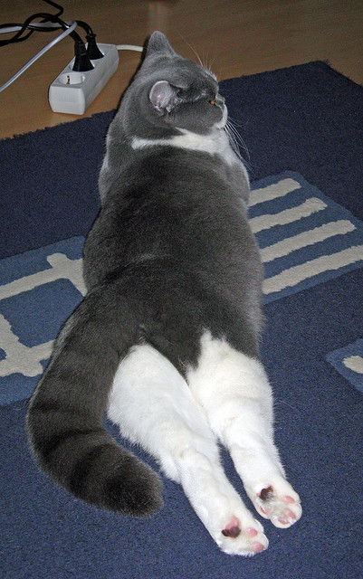 加勒比风暴席卷南美巨人，奥亚尔萨瓦尔灵光一现，牙买加创造历史之夜