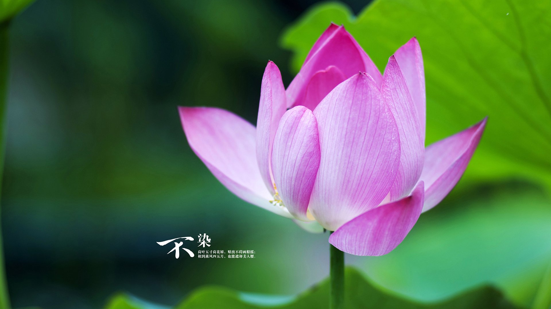 欧冠淘汰赛之夜，利拉德在另一片赛场写下教科书级的临危艺术