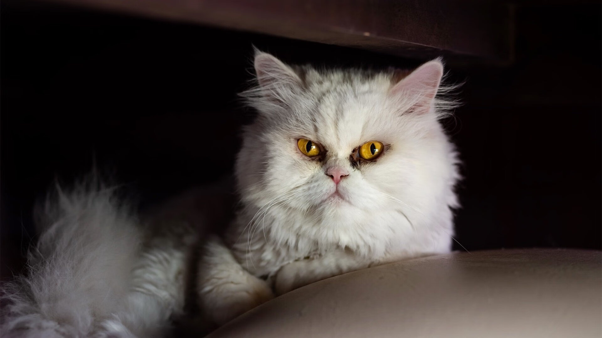 刺破雨幕的光,那个让总冠军天平倾斜的雨夜与克莱的终极证明