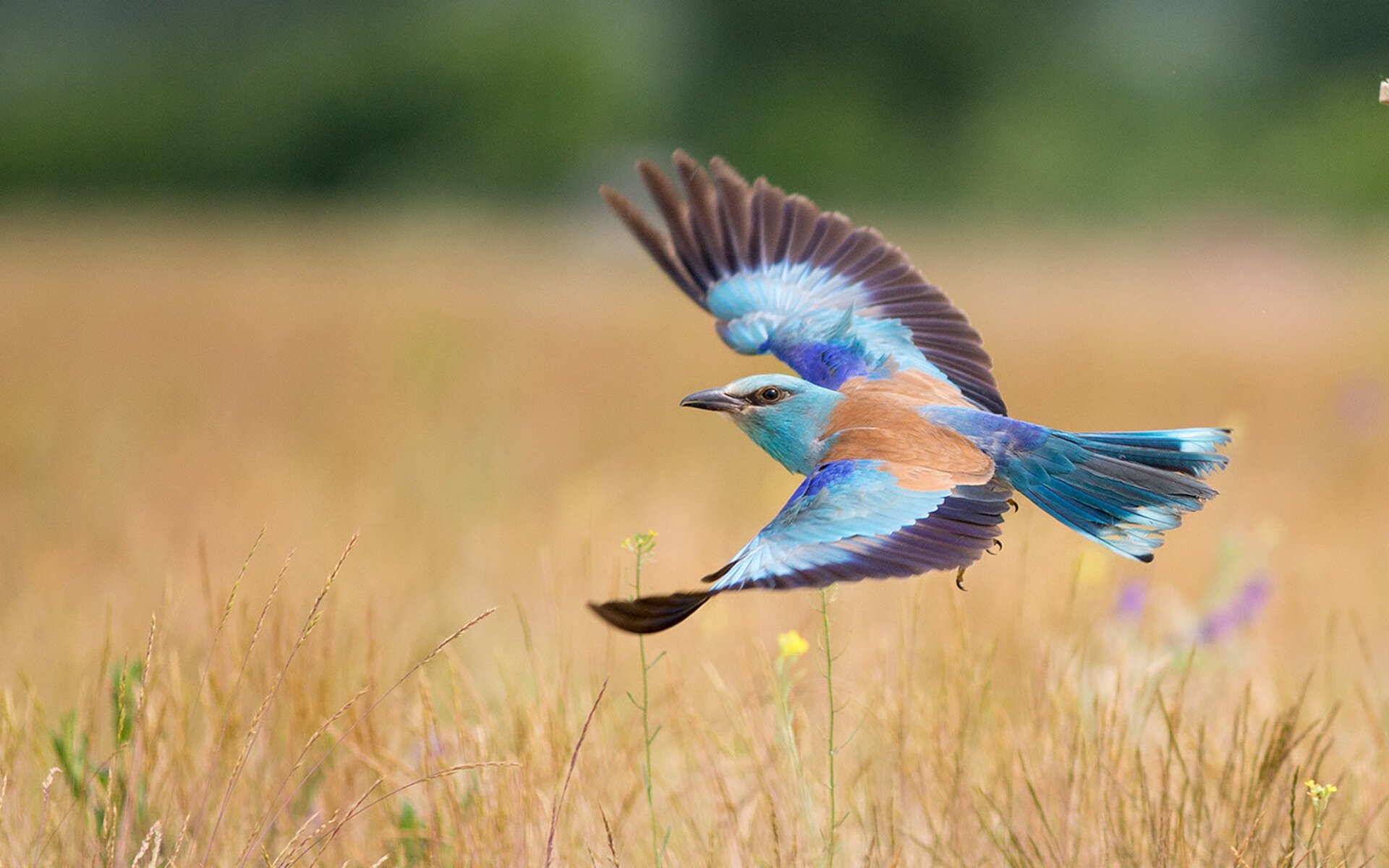 足球之夜，伊萨克爆发引领胜利，拉齐奥终结悬念，加拿大队迎来希望