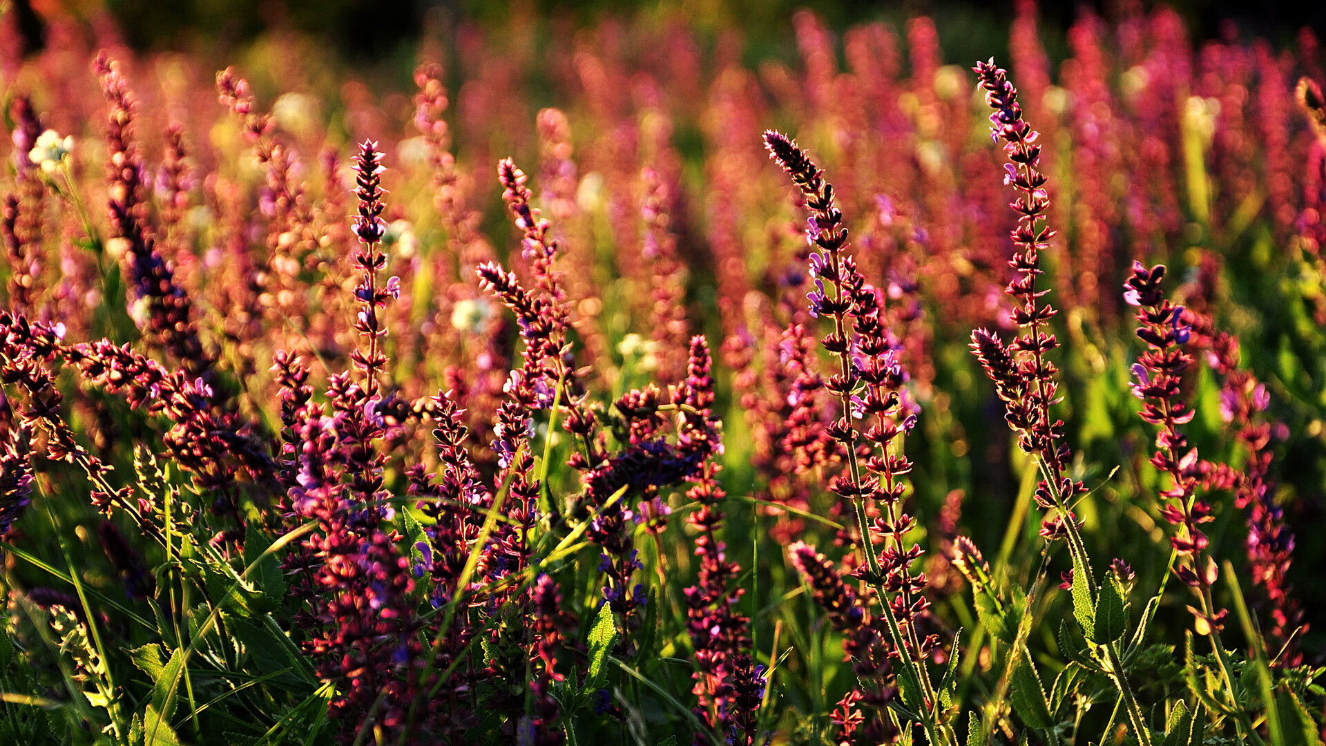 萨卡史诗之夜,NBA总决赛史上最耀眼的个人表演