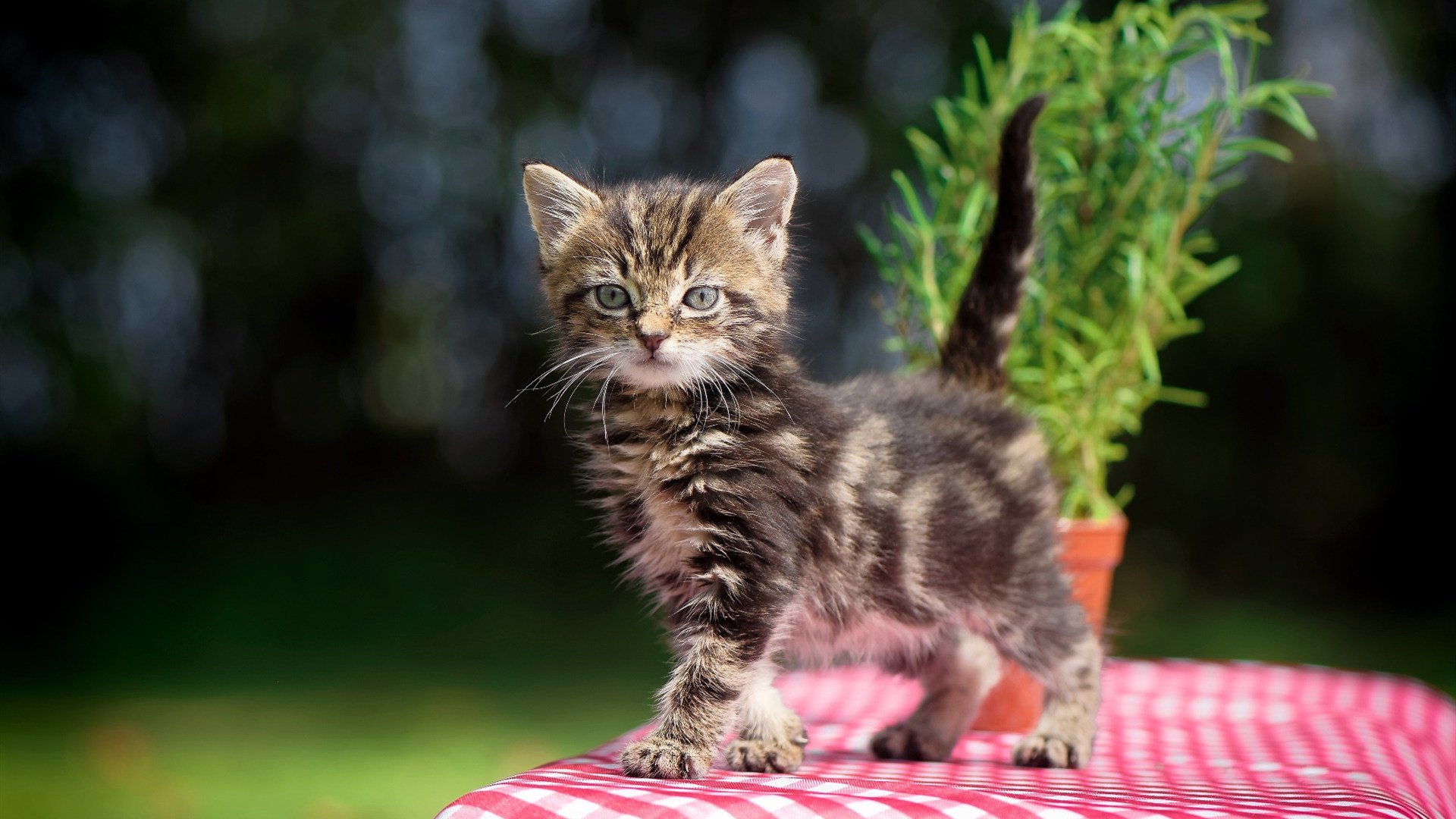 法老律动与加维时刻，当埃及节奏遇上关键先生的破局之光