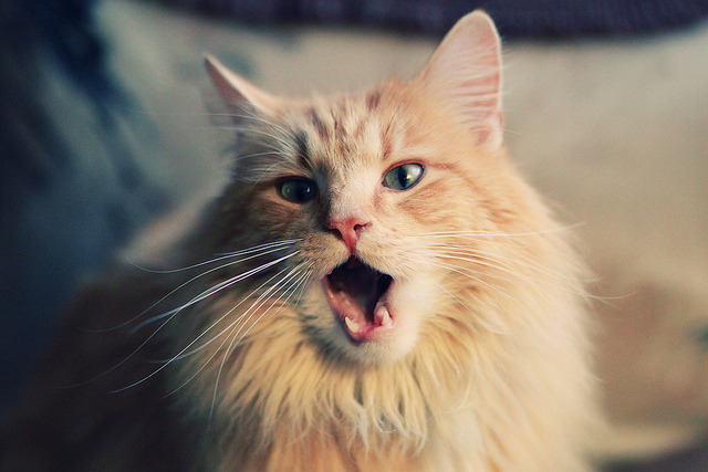 绝境狂飙！马里末节上演翻盘好戏，萨内化身非洲篮球关键先生