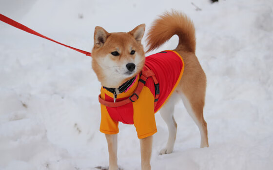 莫兰特稳如磐石持续输出,开拓者末节发力逆转步行者