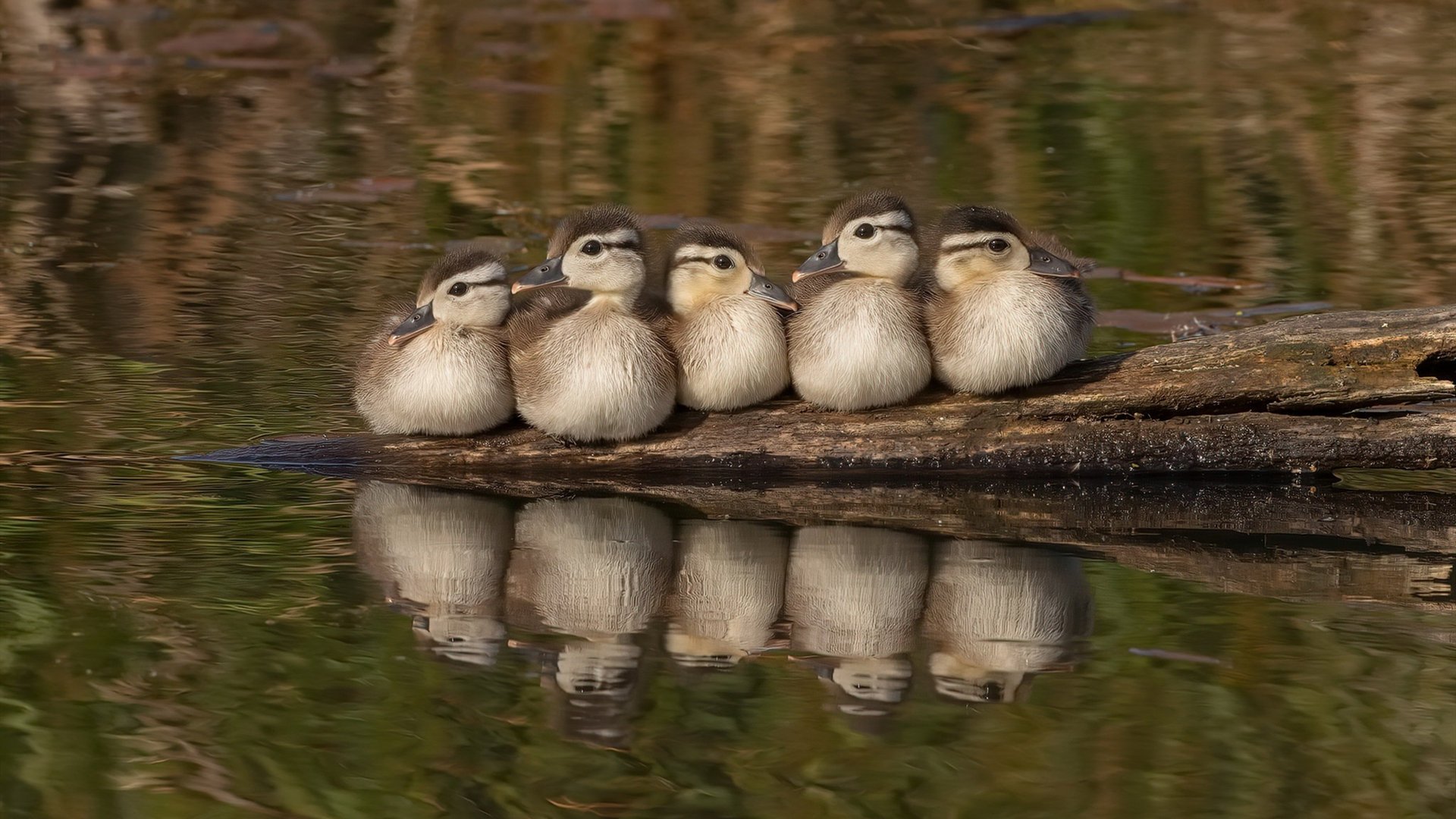 接管奥运关键战!拉什福德单骑救主,加拿大轻取安哥拉