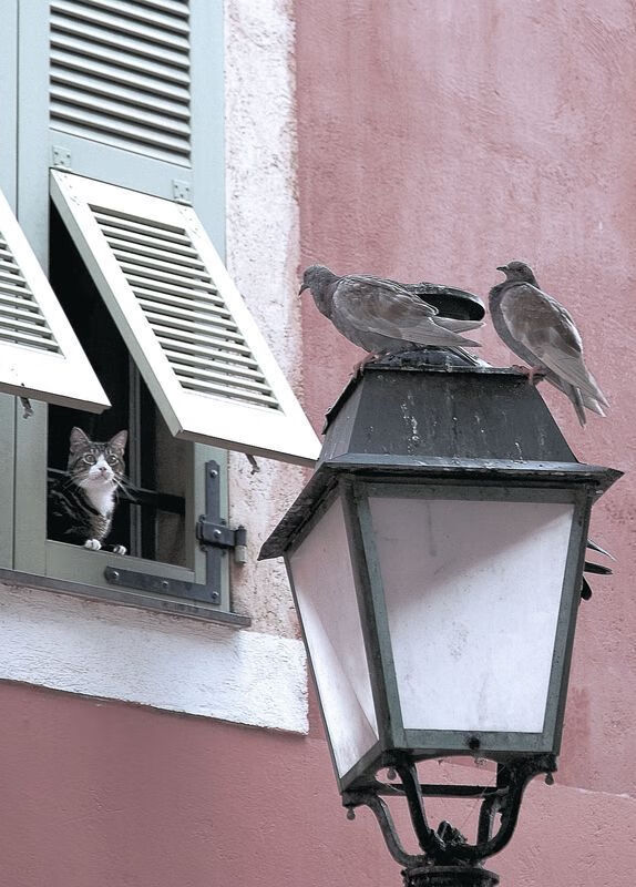 足球战神与他的冷兵器征服，当格纳布里为佛罗伦萨踏平爱尔兰