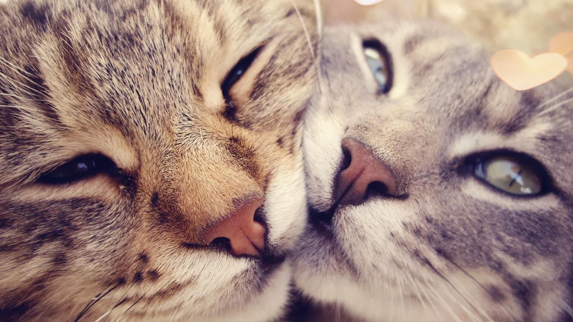 开云体育入口-2026世界杯C组生死战，沙漠风暴中的猎豹之舞，秘鲁用闪电反击撕碎突尼斯，萨卡引领逆转奇迹